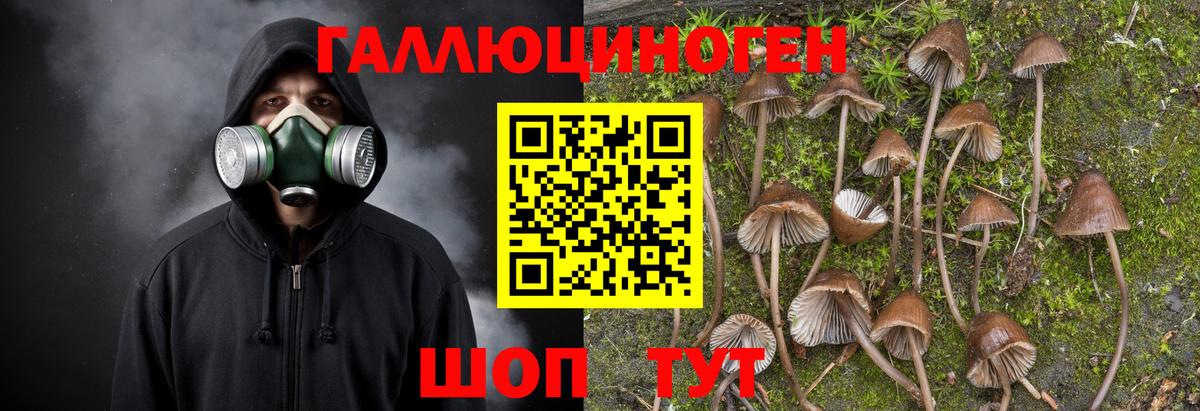 Елабуга  Псилоцибиновые грибы MAGIC MUSHROOMS  Вход с VPN  Псилоцибиновые грибы Cubensis 